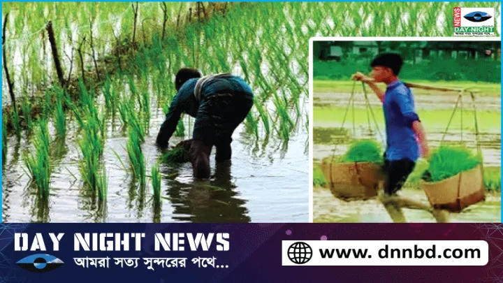 বিশ্বনাথে আমন রোপনে ব্যস্ত চাষীরা
